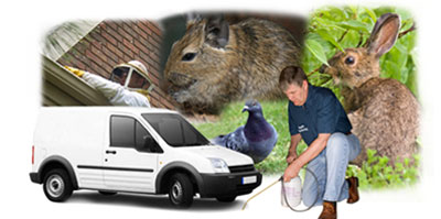 Poulton Le Fylde local van